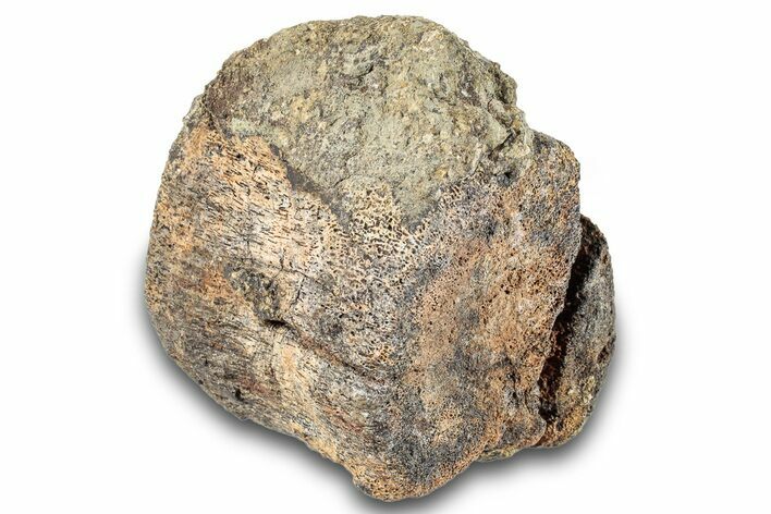 Hadrosaur (Edmontosaurus) Caudal Vertebra Centrum - Wyoming #265601